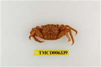 藏品(鱗形斜紋蟹)的圖片